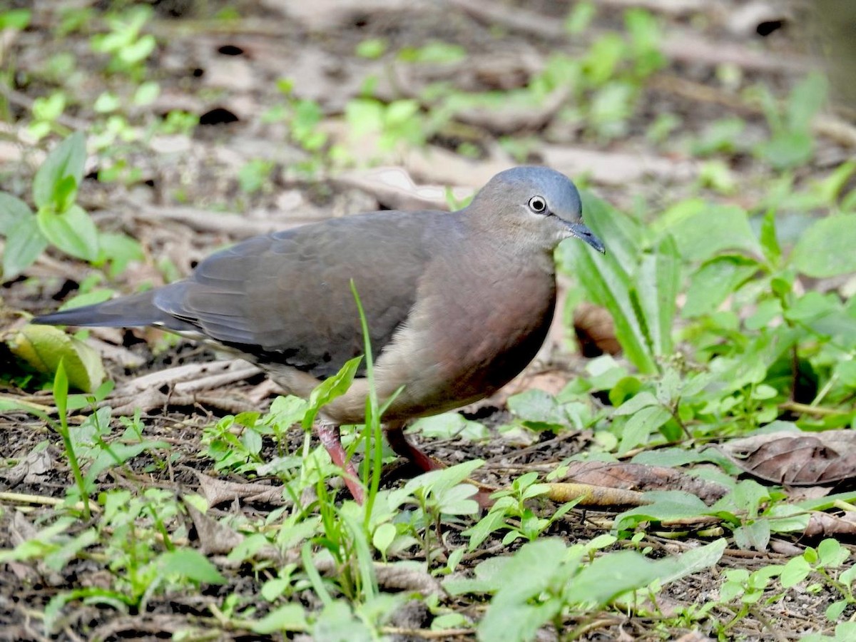 Tolima Dove - ML638911014