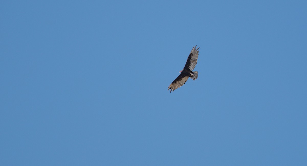 Turkey Vulture - ML638911019