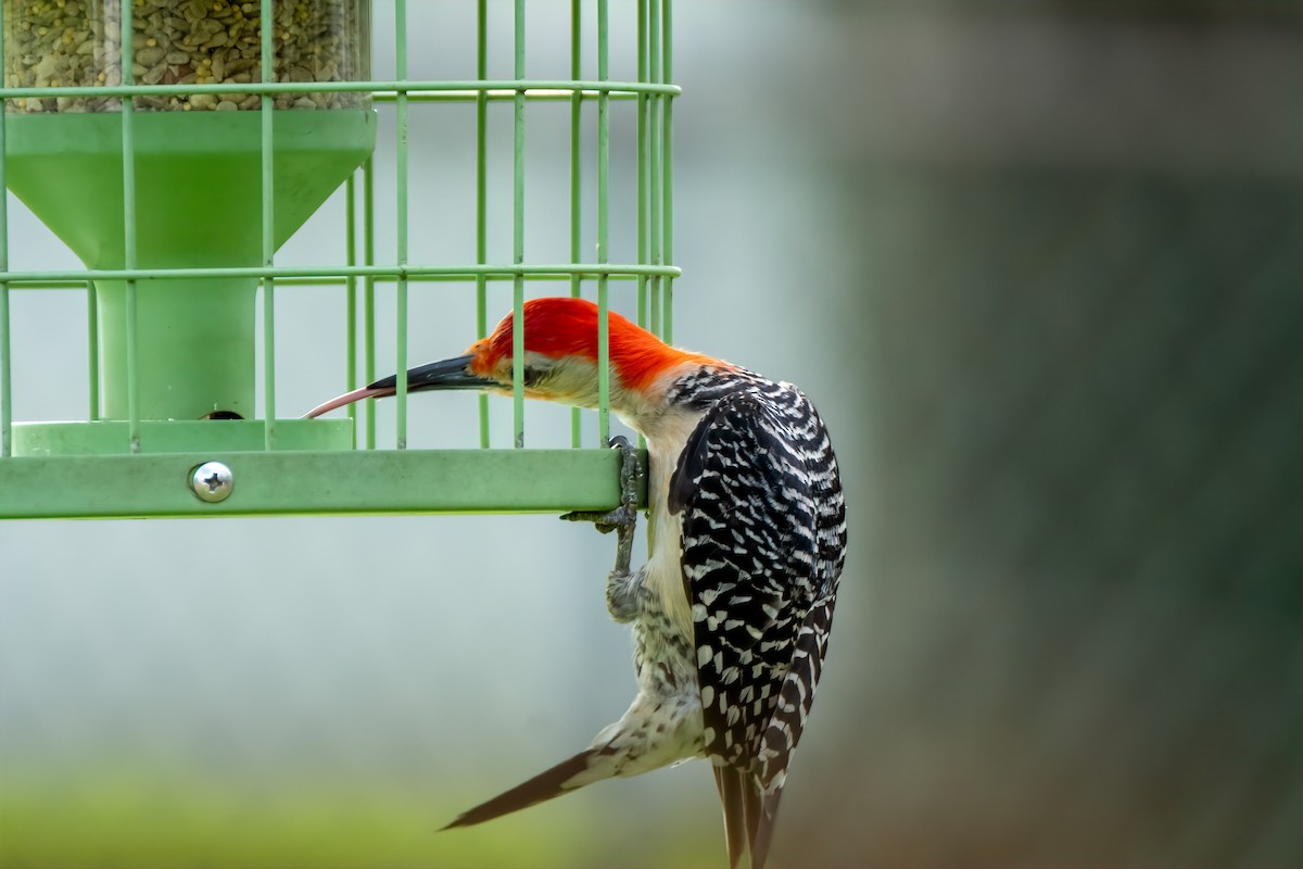 Red-bellied Woodpecker - ML638911020