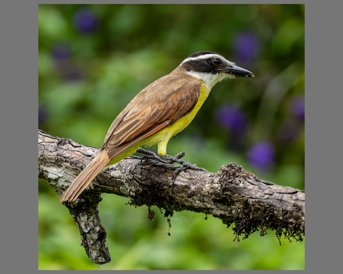 Great Kiskadee - ML638911032