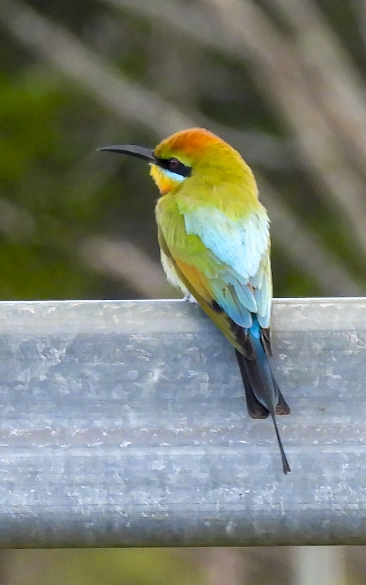Regenbogenspint - ML638911040