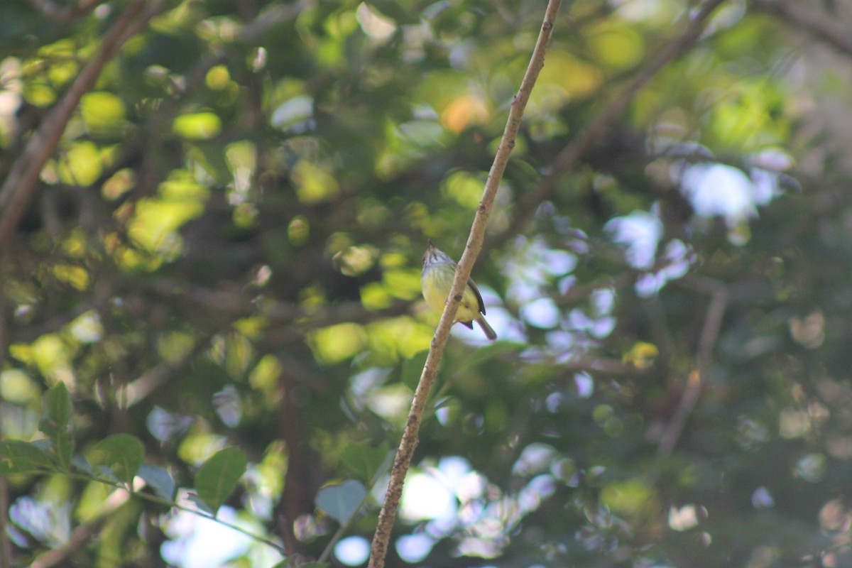 Eared Pygmy-Tyrant - ML638911043