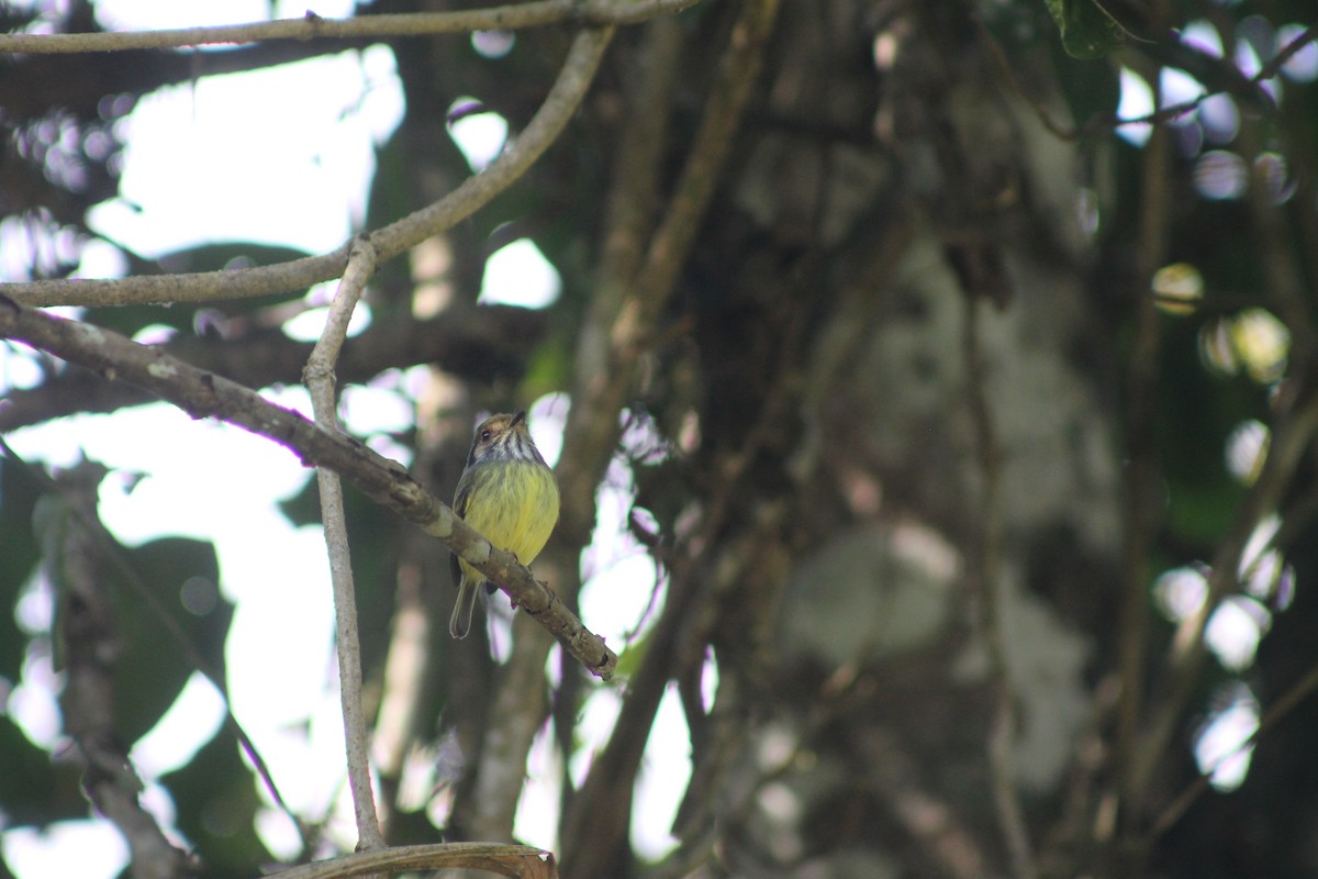 Eared Pygmy-Tyrant - ML638911044