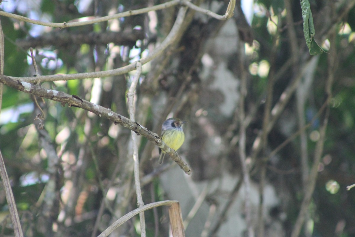 Eared Pygmy-Tyrant - ML638911045