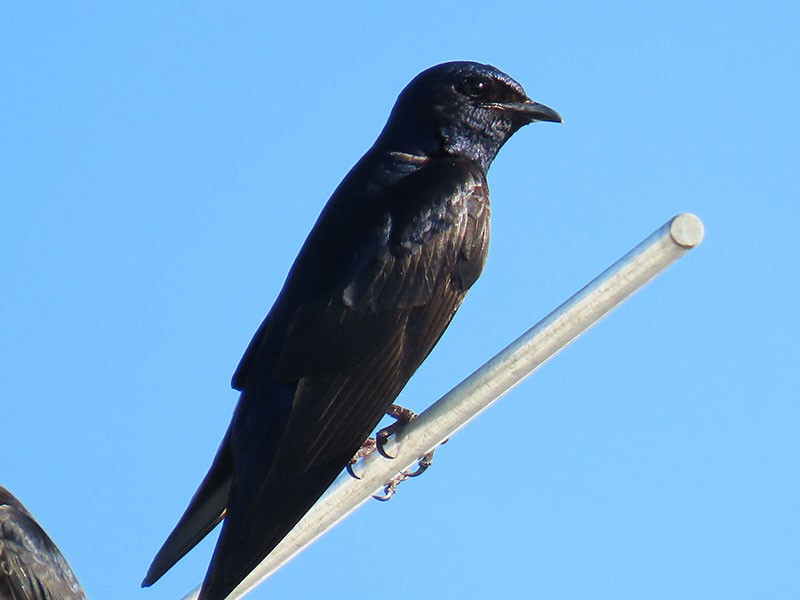 Purple Martin - ML638911056