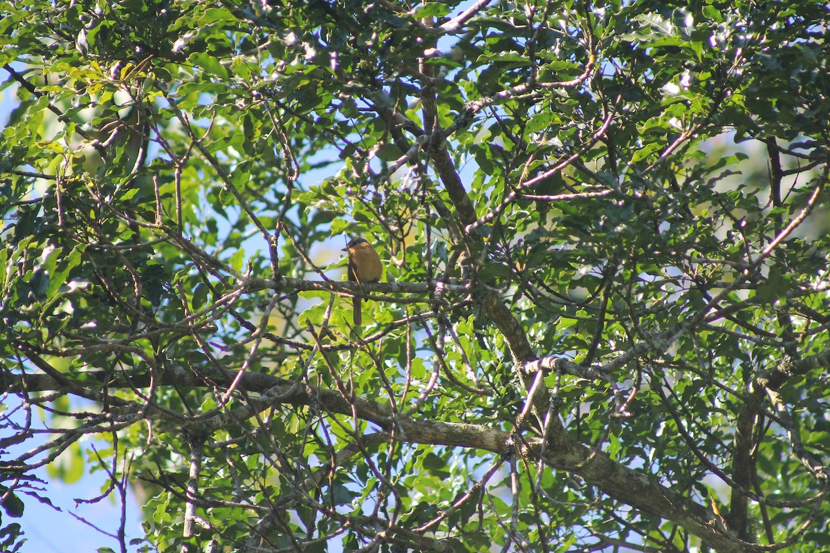 Chestnut-crowned Becard - ML638911080