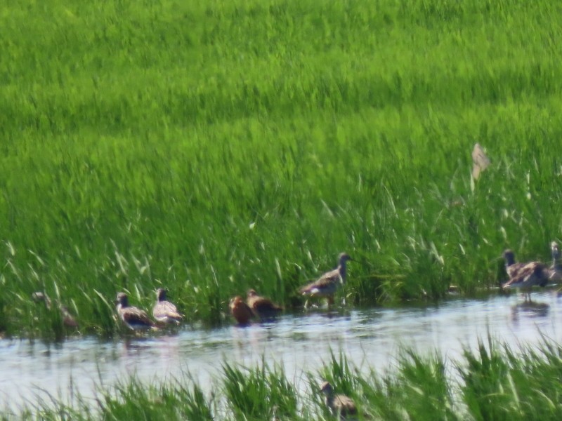 Mallard - ML638911095