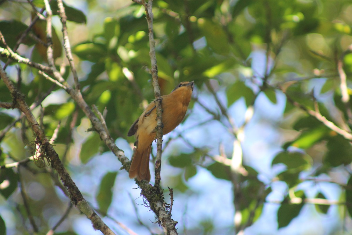 Ochre-breasted Foliage-gleaner - ML638911100