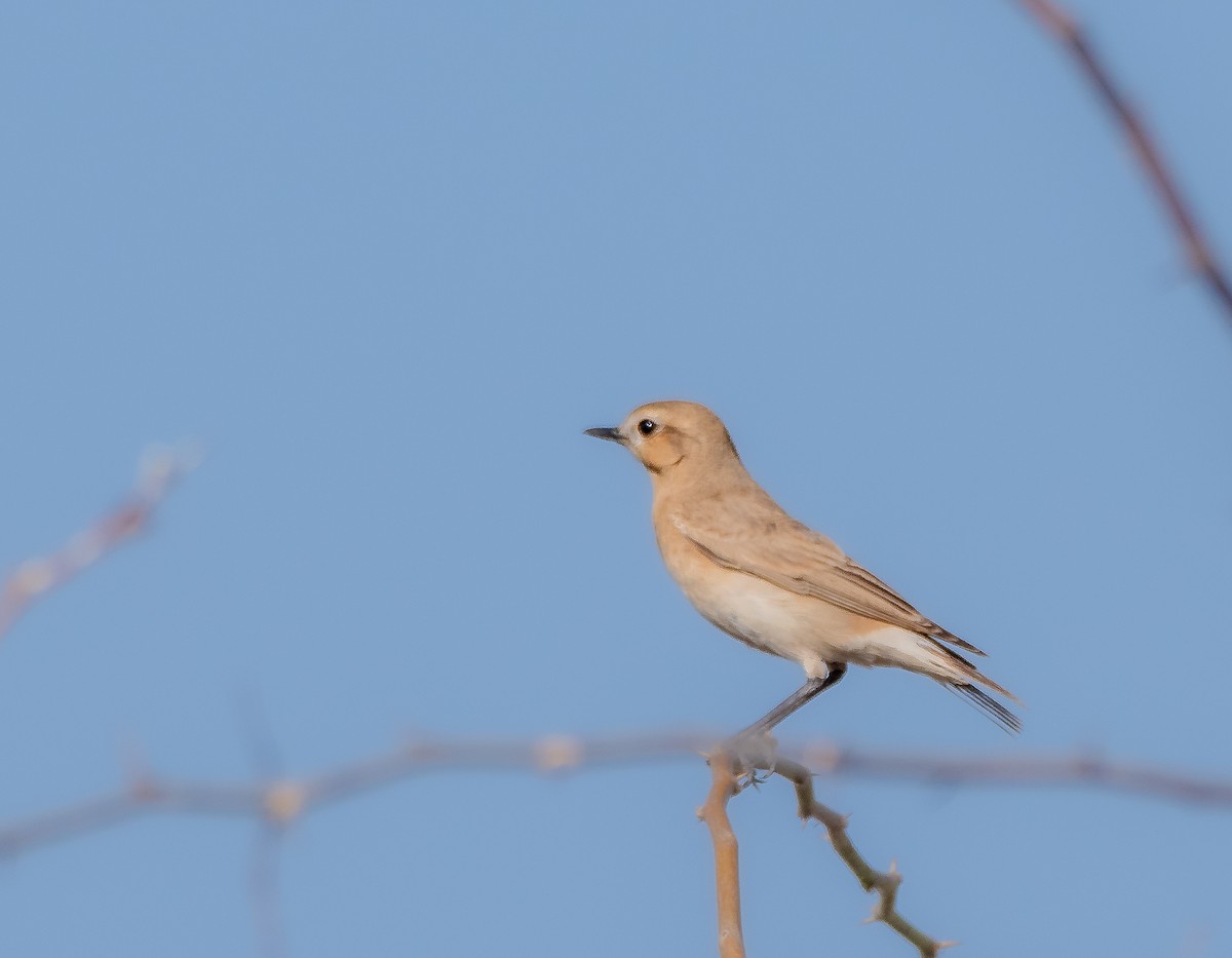 Buztanzuri isabeldarra - ML638911109