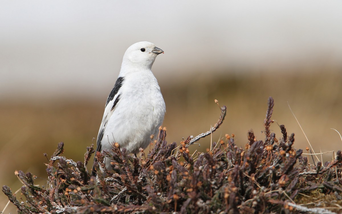 Snow Bunting - ML63891111