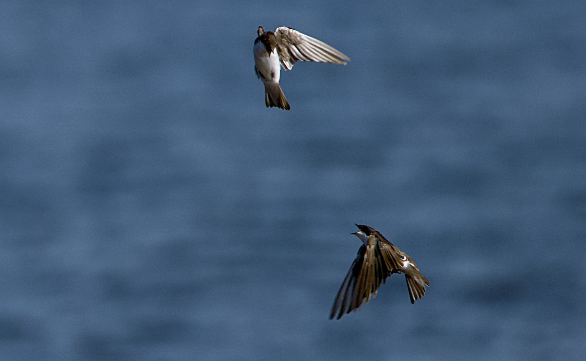 Tree Swallow - ML638911110