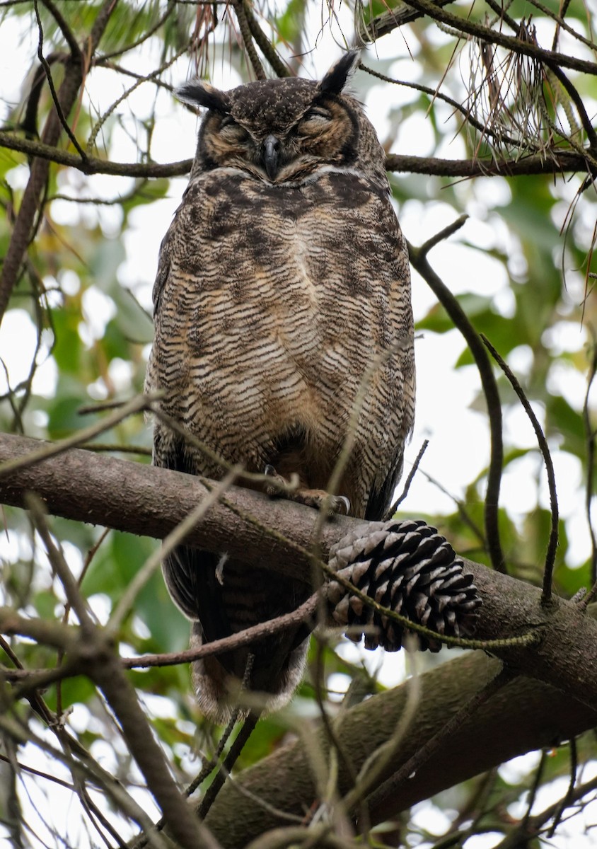 Lesser Horned Owl - ML638911118