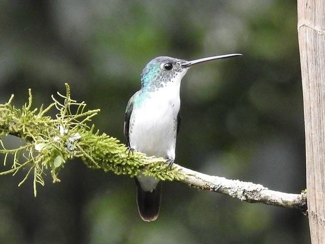 Andean Emerald - ML638911130