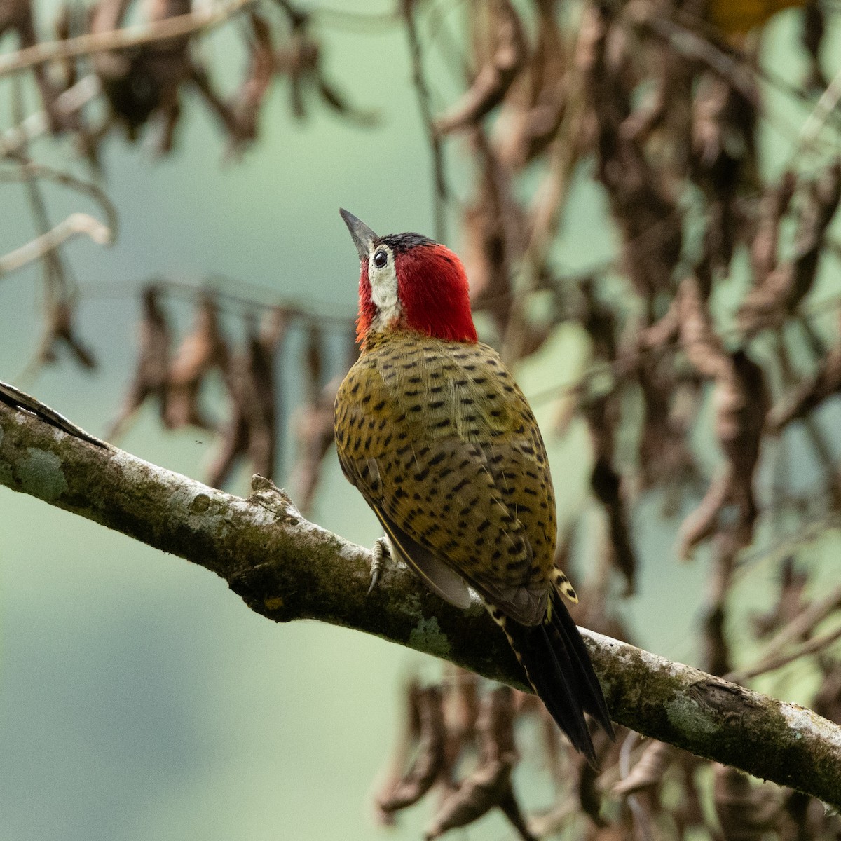 Spot-breasted Woodpecker - ML638911131