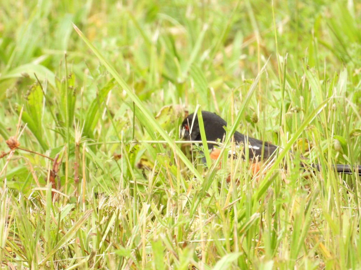 Spotted Towhee - ML638911132