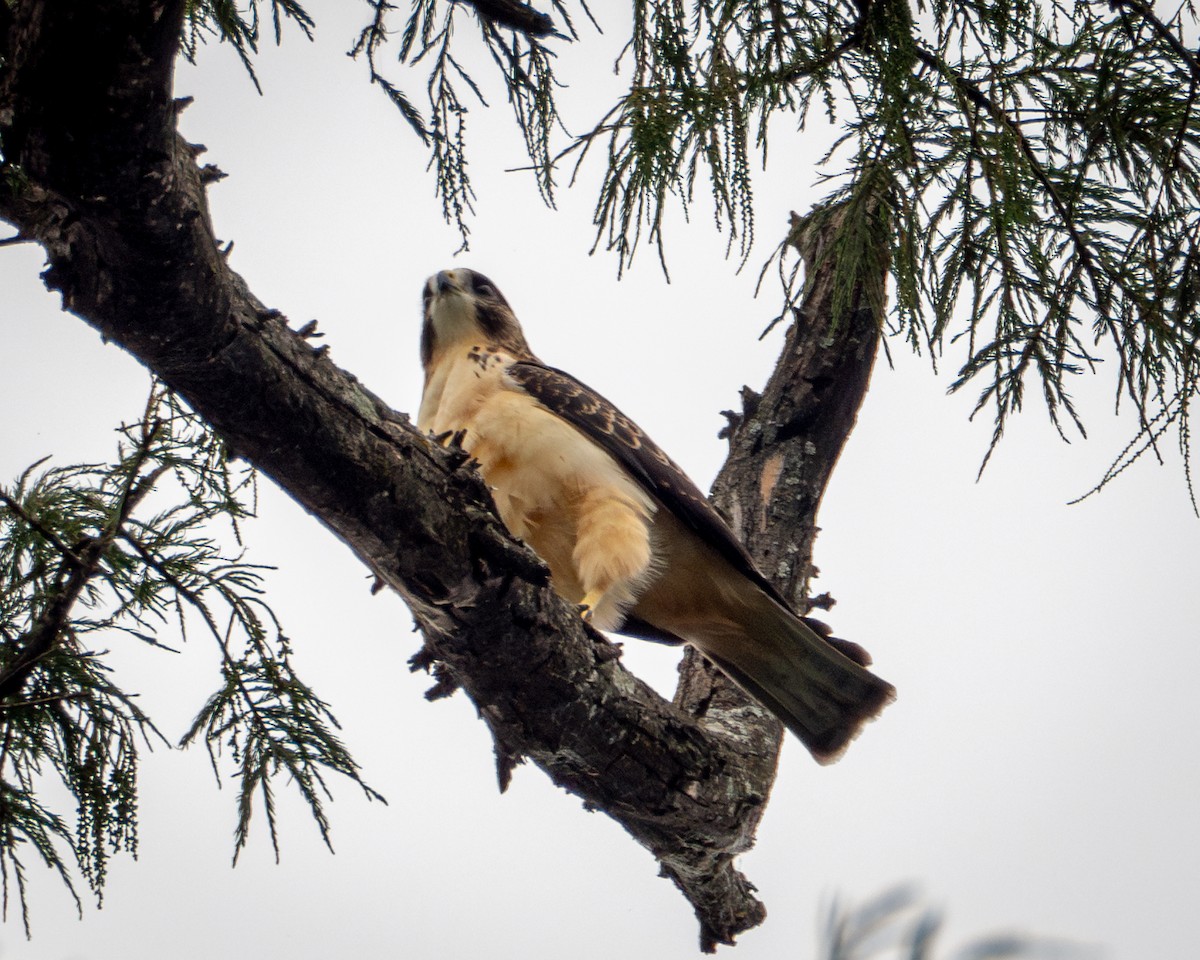 Short-tailed Hawk - ML638911138