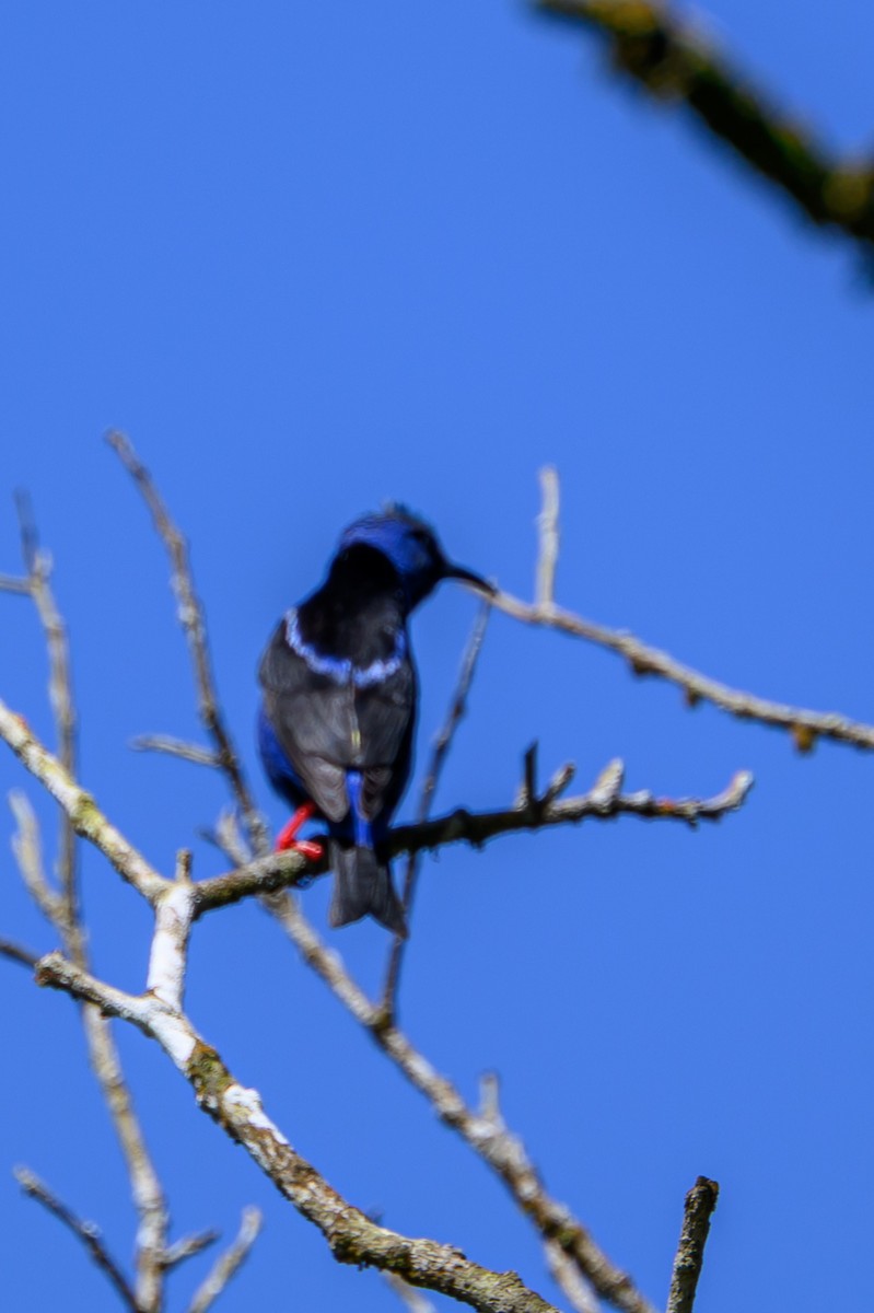 Red-legged Honeycreeper - ML638911140