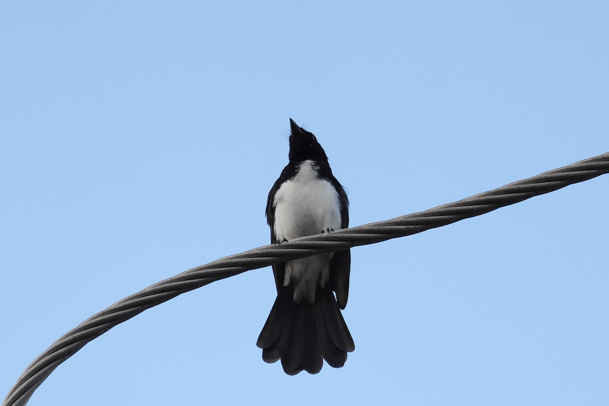Willie-wagtail - ML638911144
