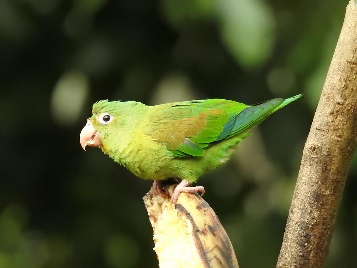 Orange-chinned Parakeet - ML638911150