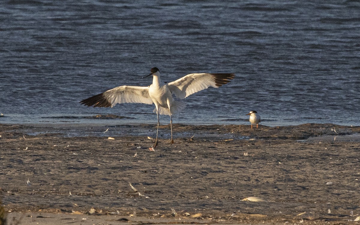 Avocetta - ML638911157
