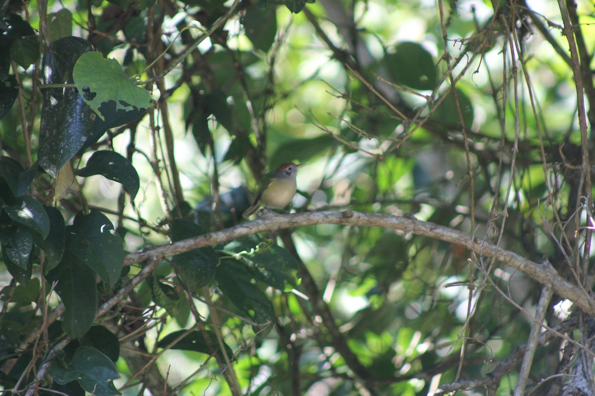 Rufous-crowned Greenlet - ML638911181
