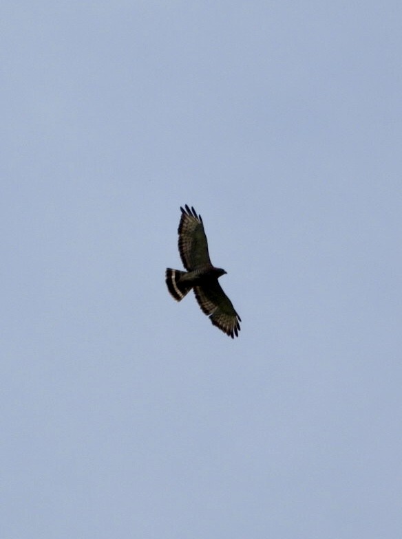 Broad-winged Hawk - ML638911194