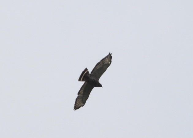 Broad-winged Hawk - ML638911195