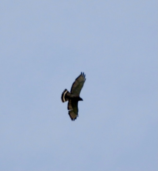 Broad-winged Hawk - ML638911196