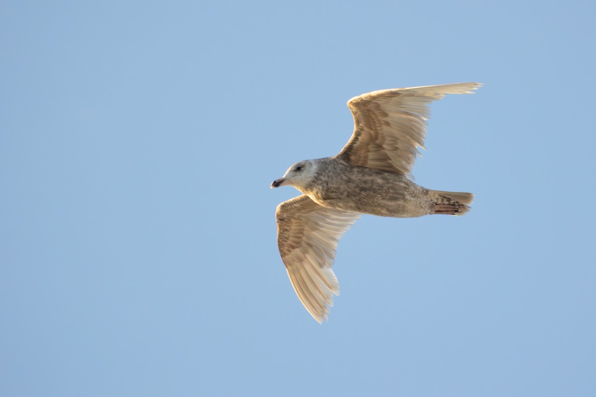 Gaviota Argéntea Americana x de Bering (híbrido) - ML638911225