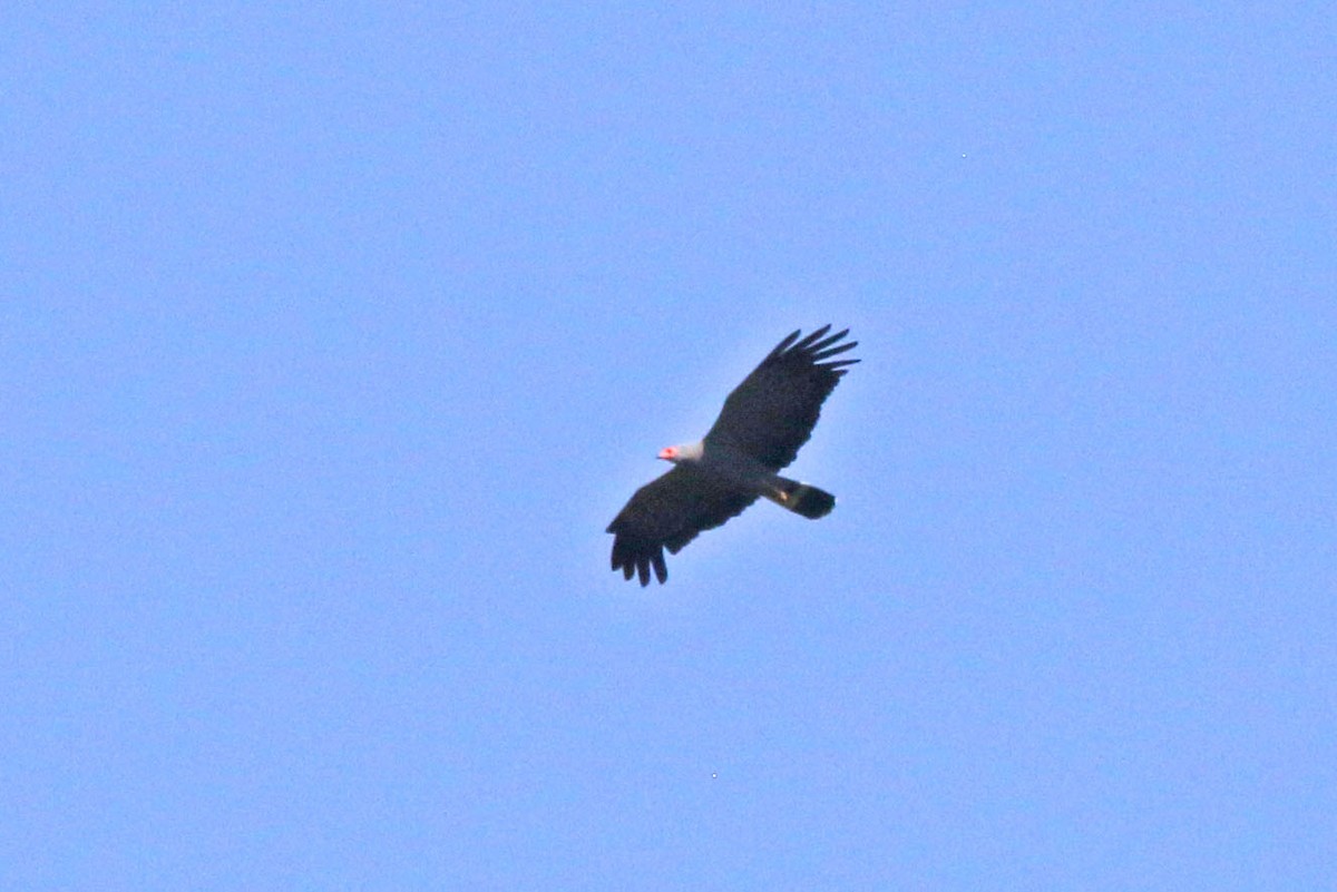 Aguilucho Caricalvo Común - ML638911265