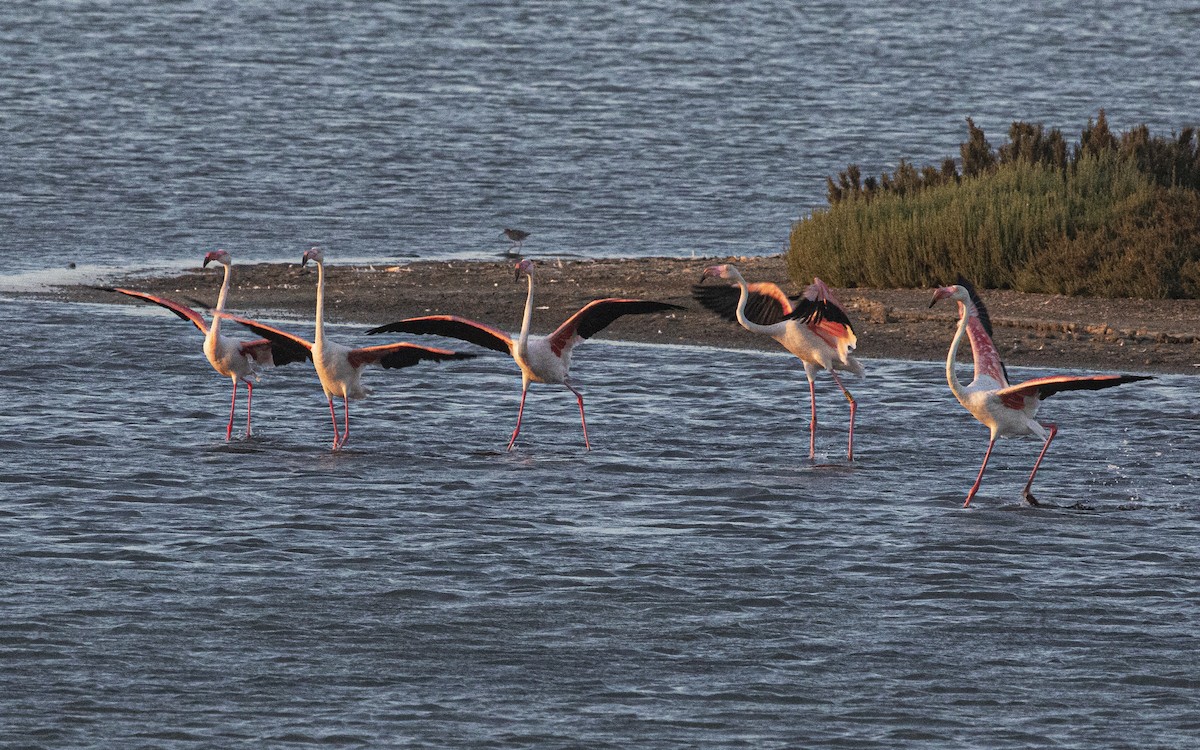 Greater Flamingo - ML638911277