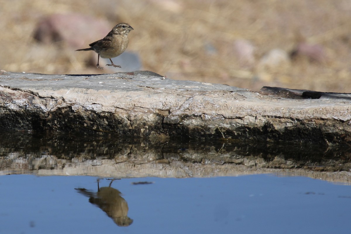 Lark-like Bunting - ML638911284