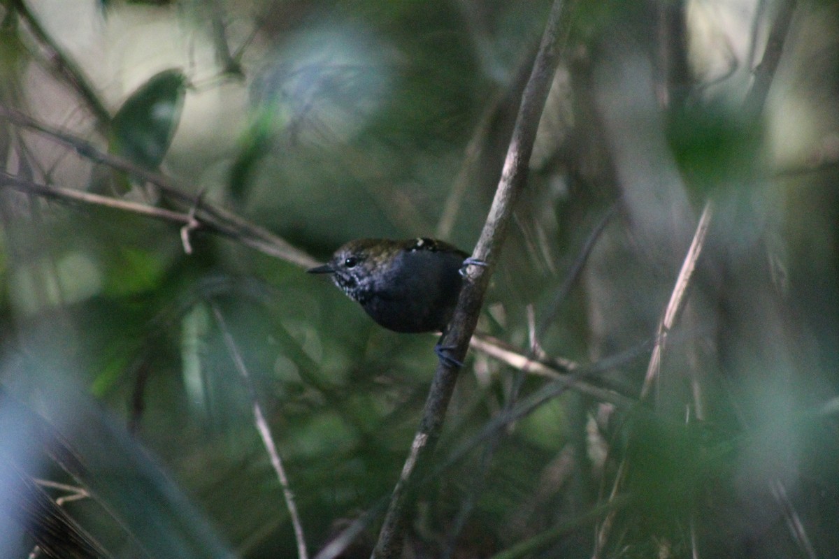 Star-throated Antwren - ML638911290