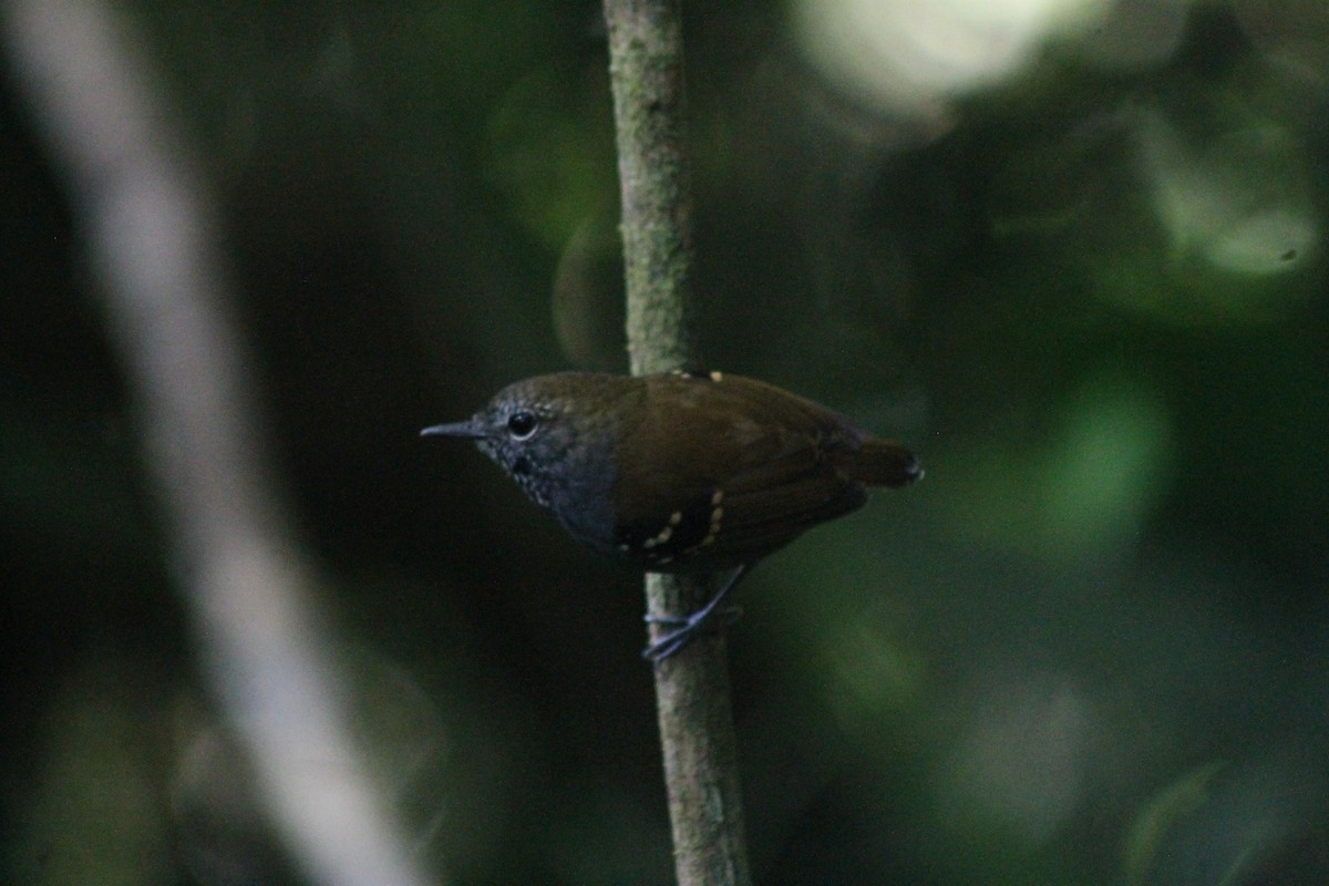 Star-throated Antwren - ML638911291