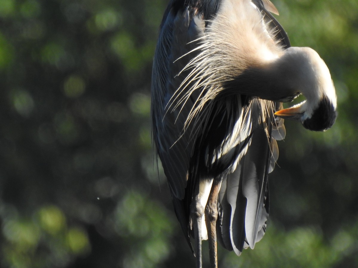 Great Blue Heron - ML638911294