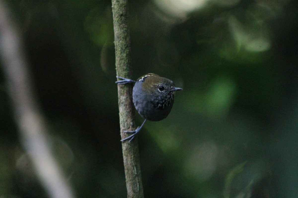 Star-throated Antwren - ML638911296