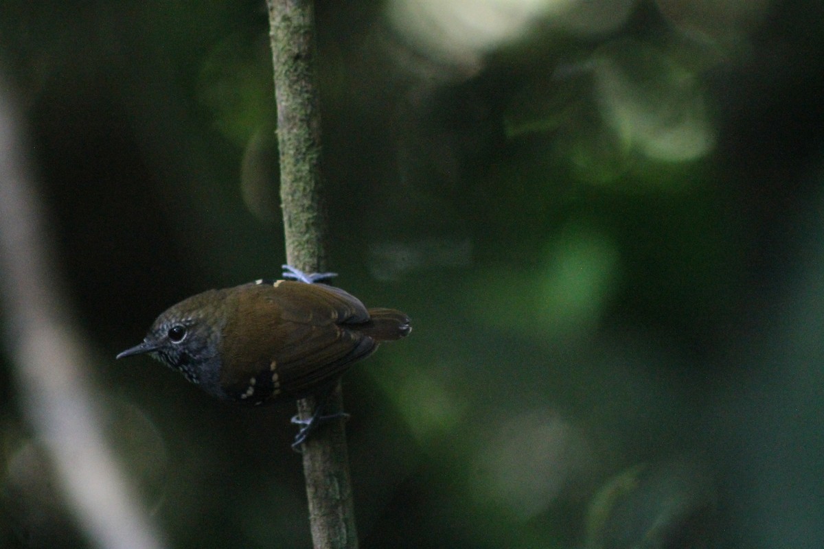 Star-throated Antwren - ML638911300
