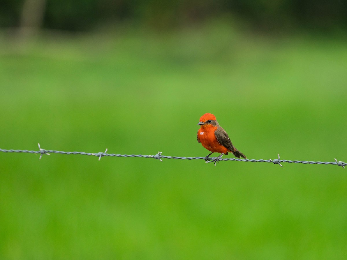 Vermilion Flycatcher - ML638911302