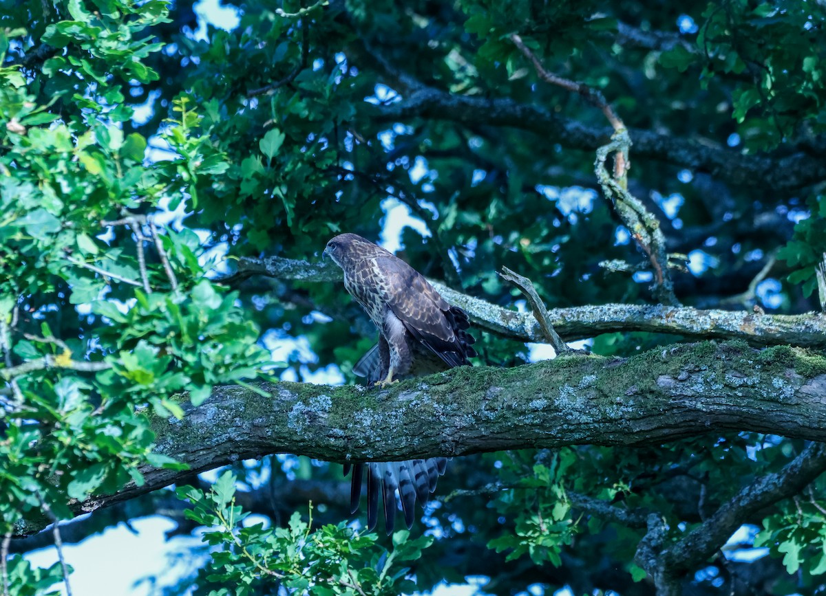 Common Buzzard - ML638911303