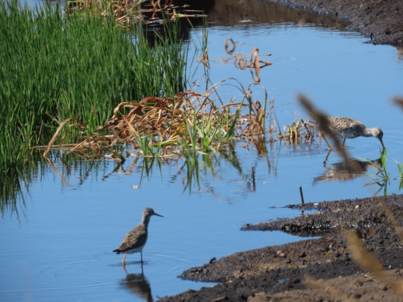 Lesser Yellowlegs - ML638911307