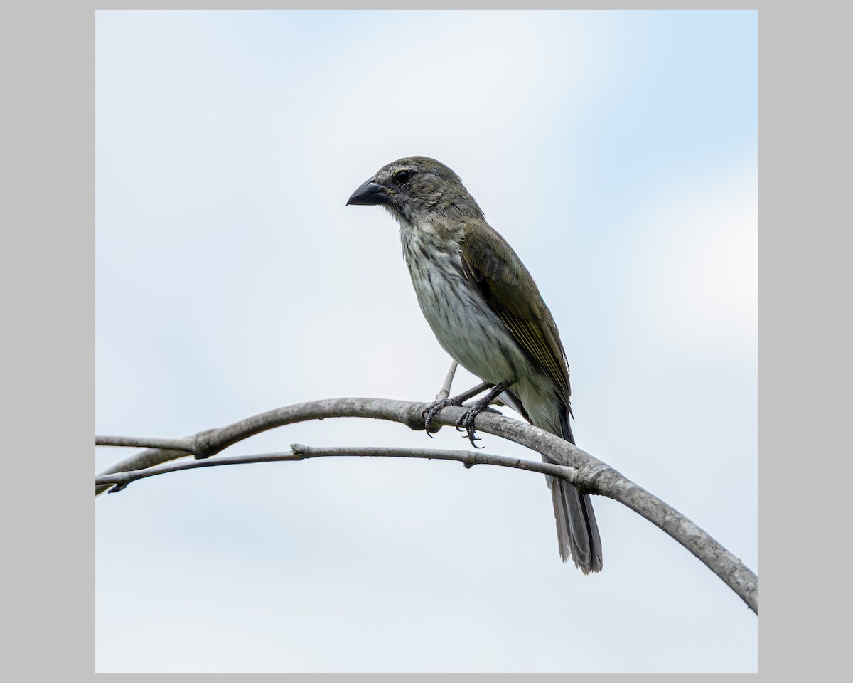 Streaked Saltator - ML638911308