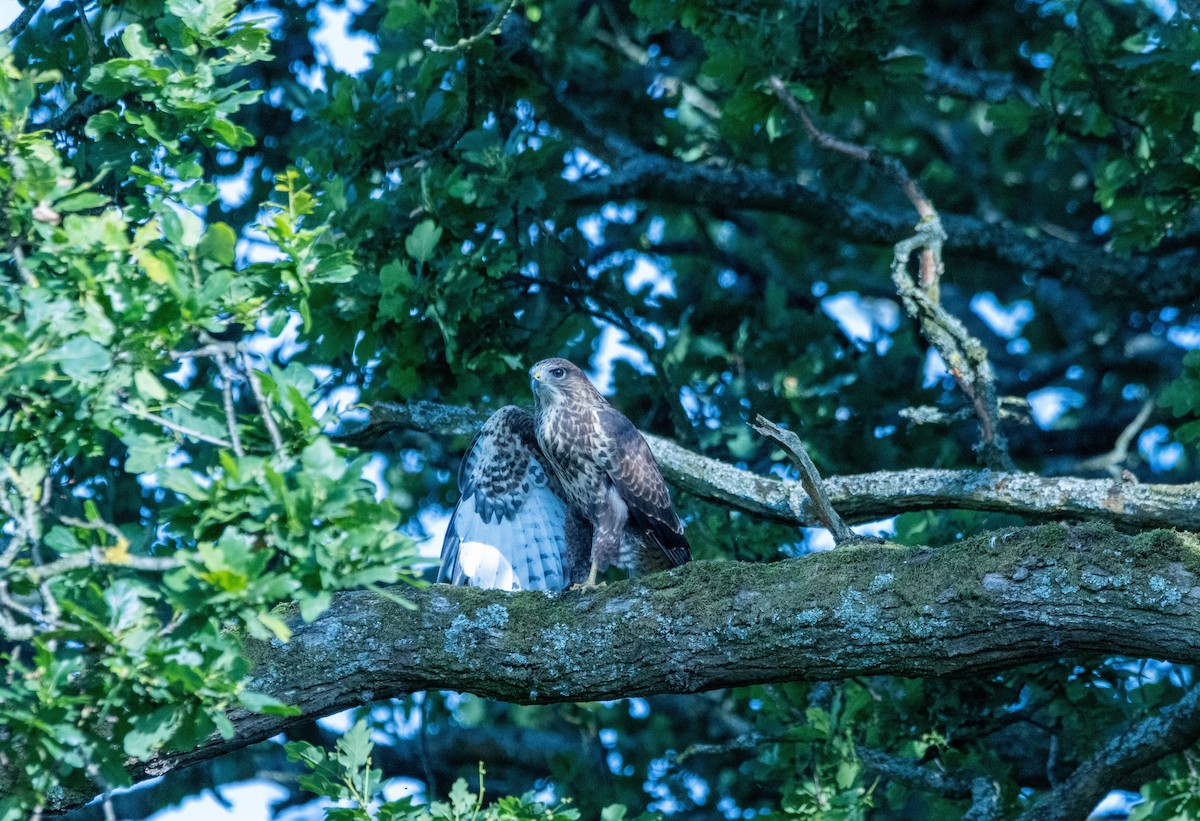Common Buzzard - ML638911309