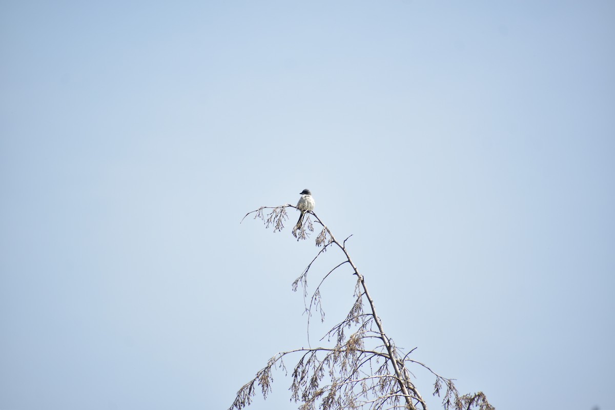 Loggerhead Shrike - ML638911310