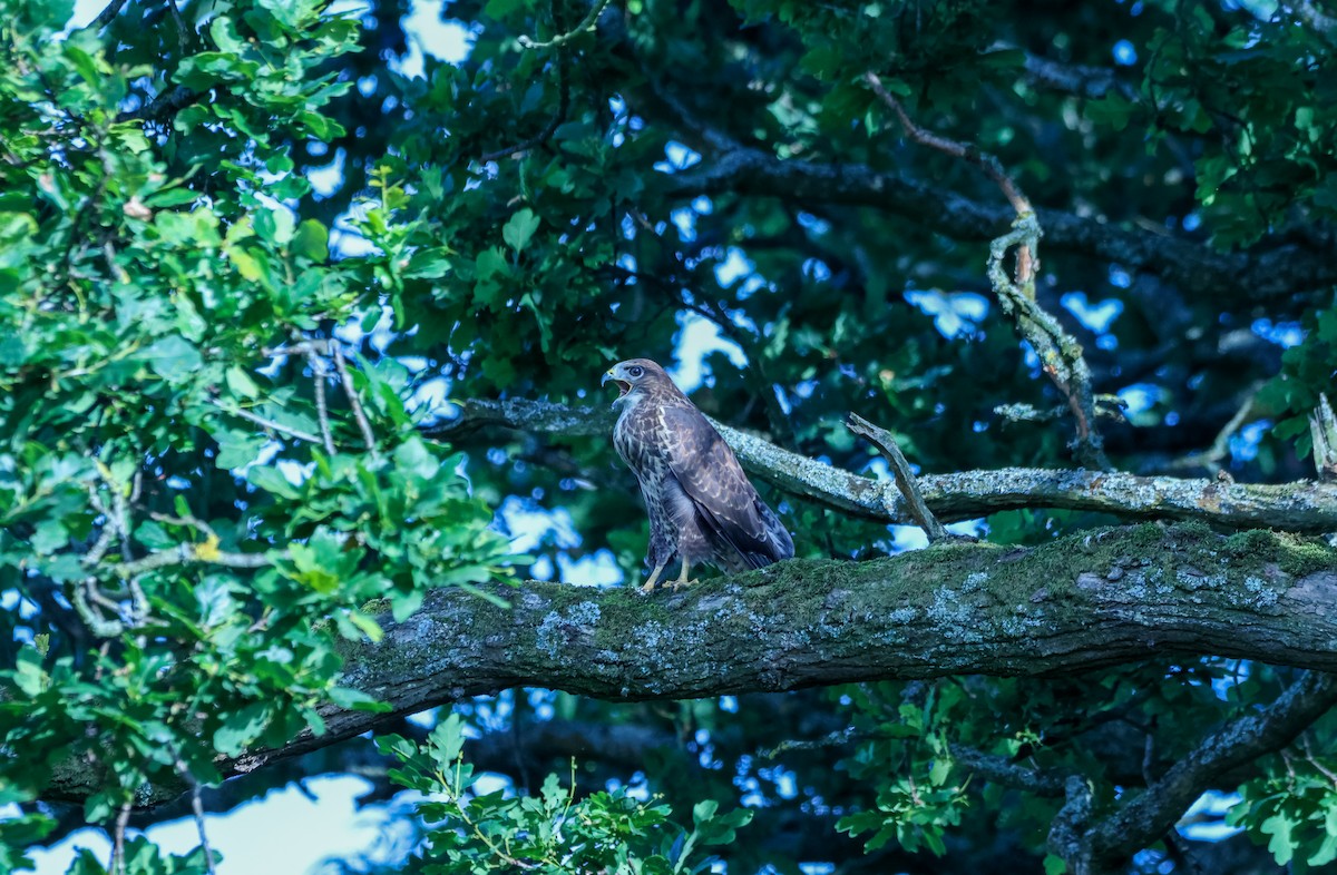 Common Buzzard - ML638911314