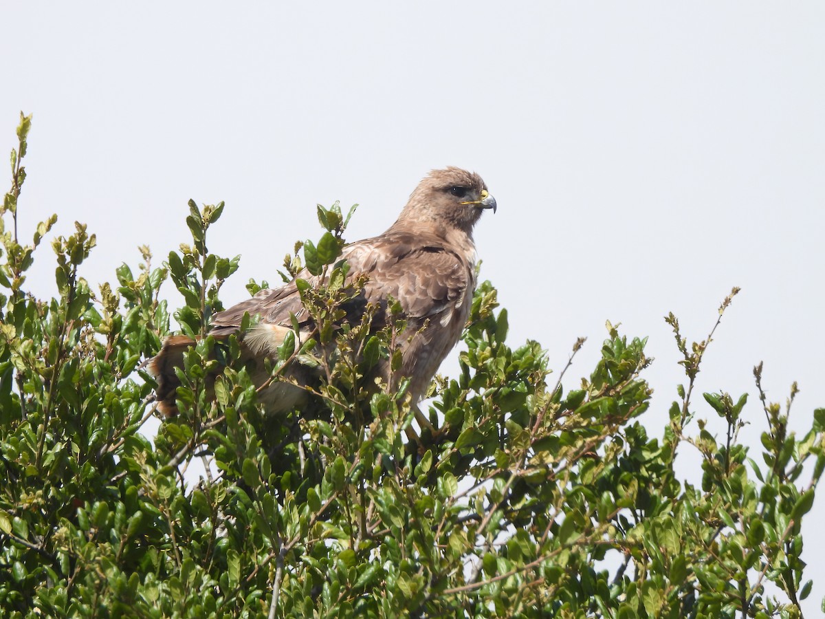 Red-tailed Hawk - ML638911319