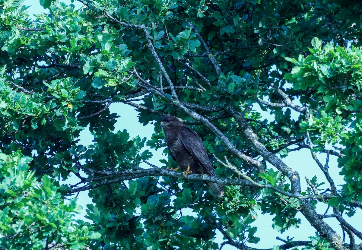 Common Buzzard - ML638911320