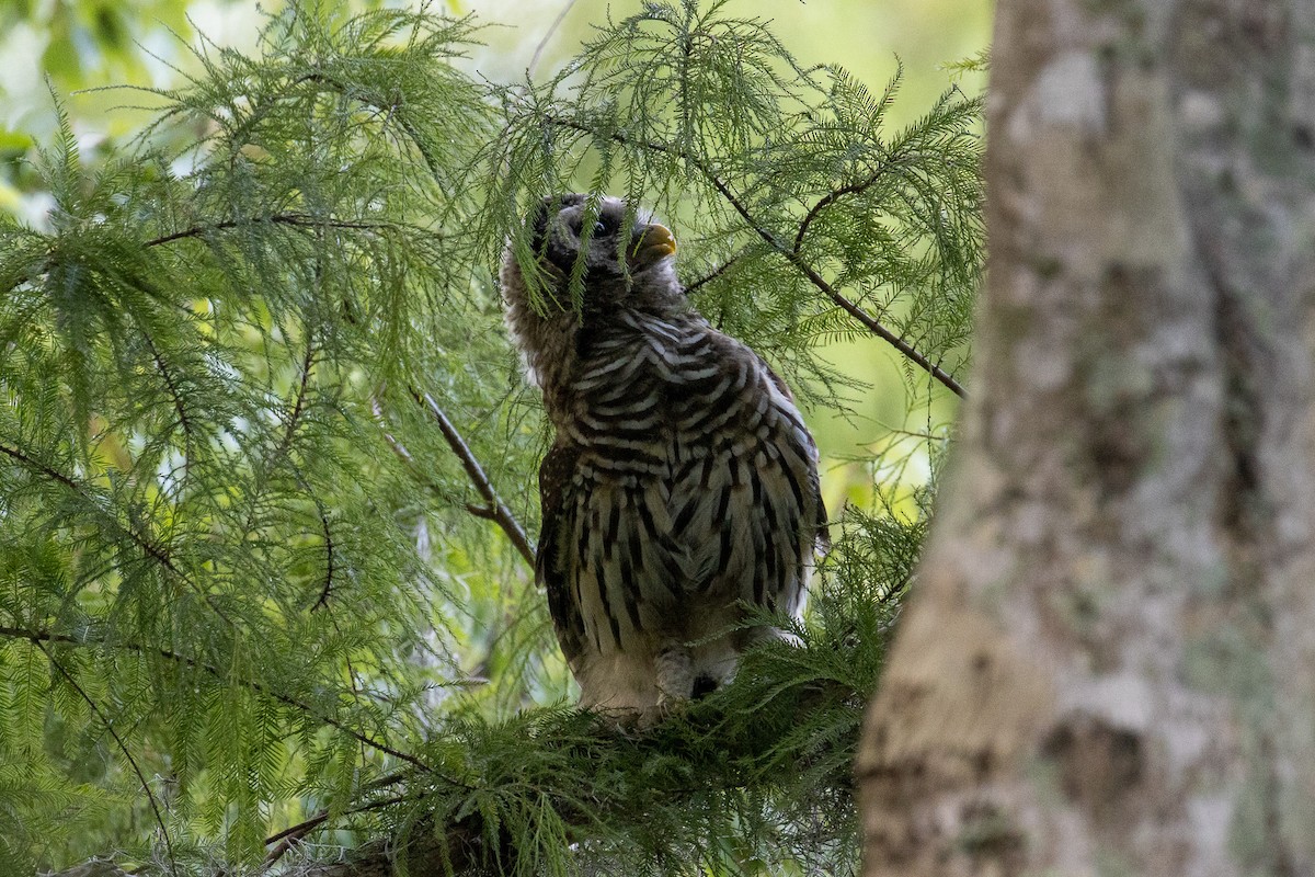 Barred Owl - ML638911321