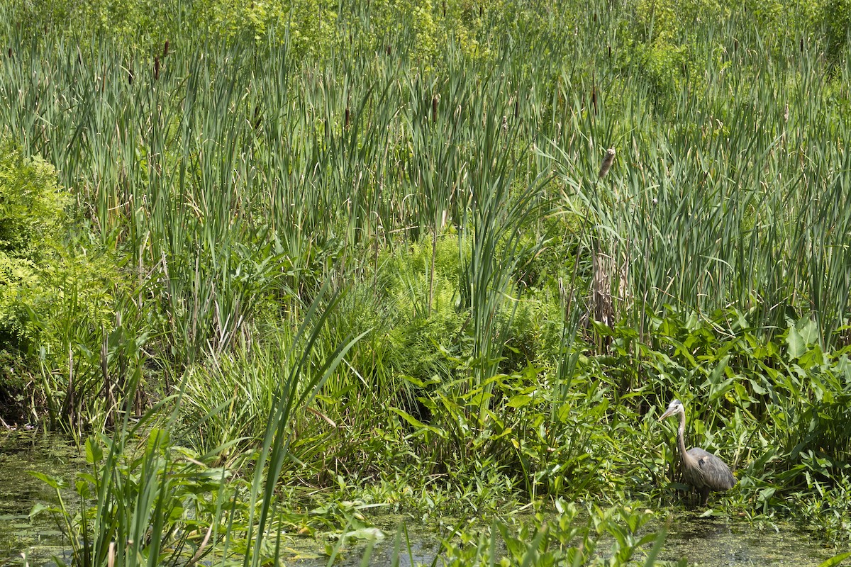Great Blue Heron - ML638911335
