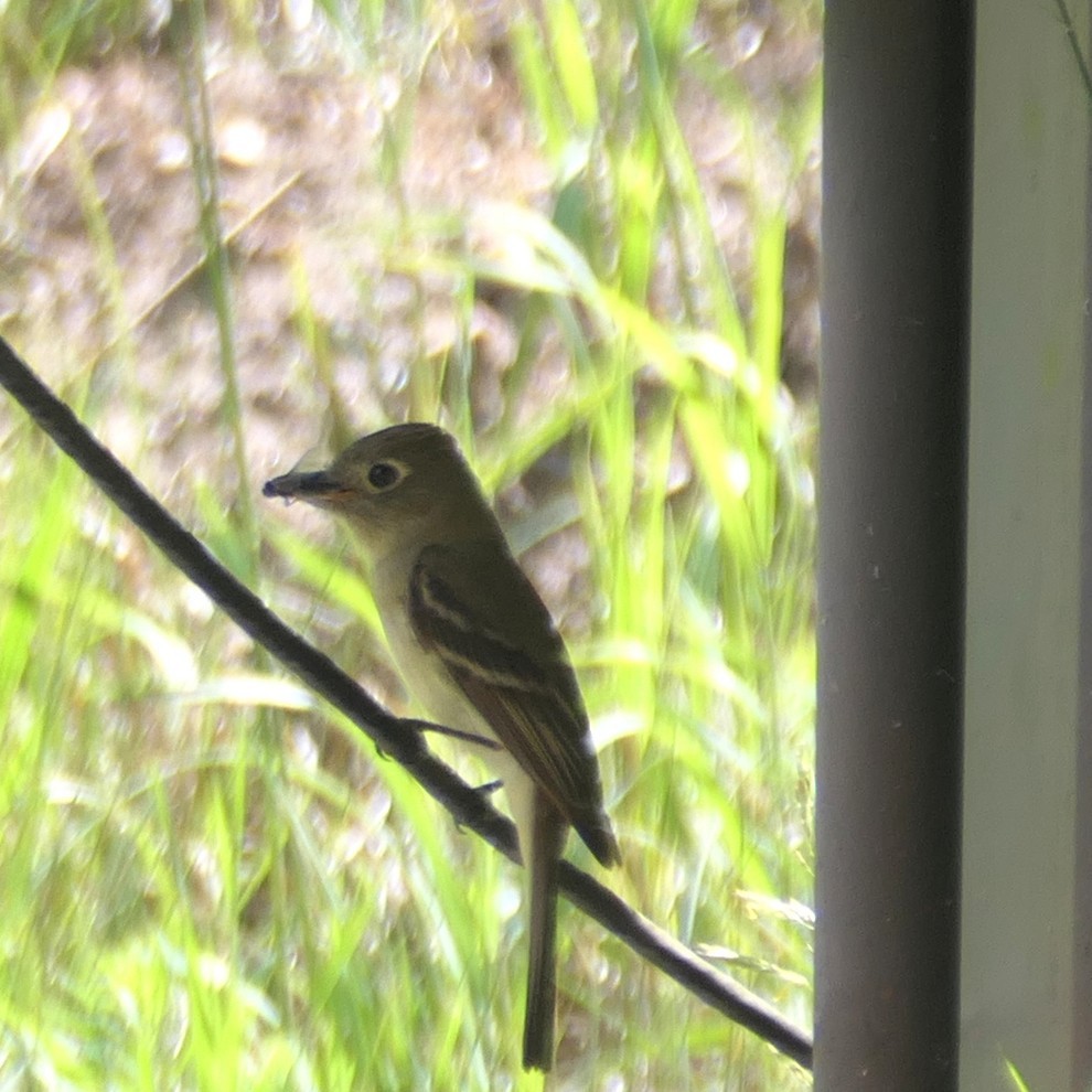 Western Flycatcher - ML638911348