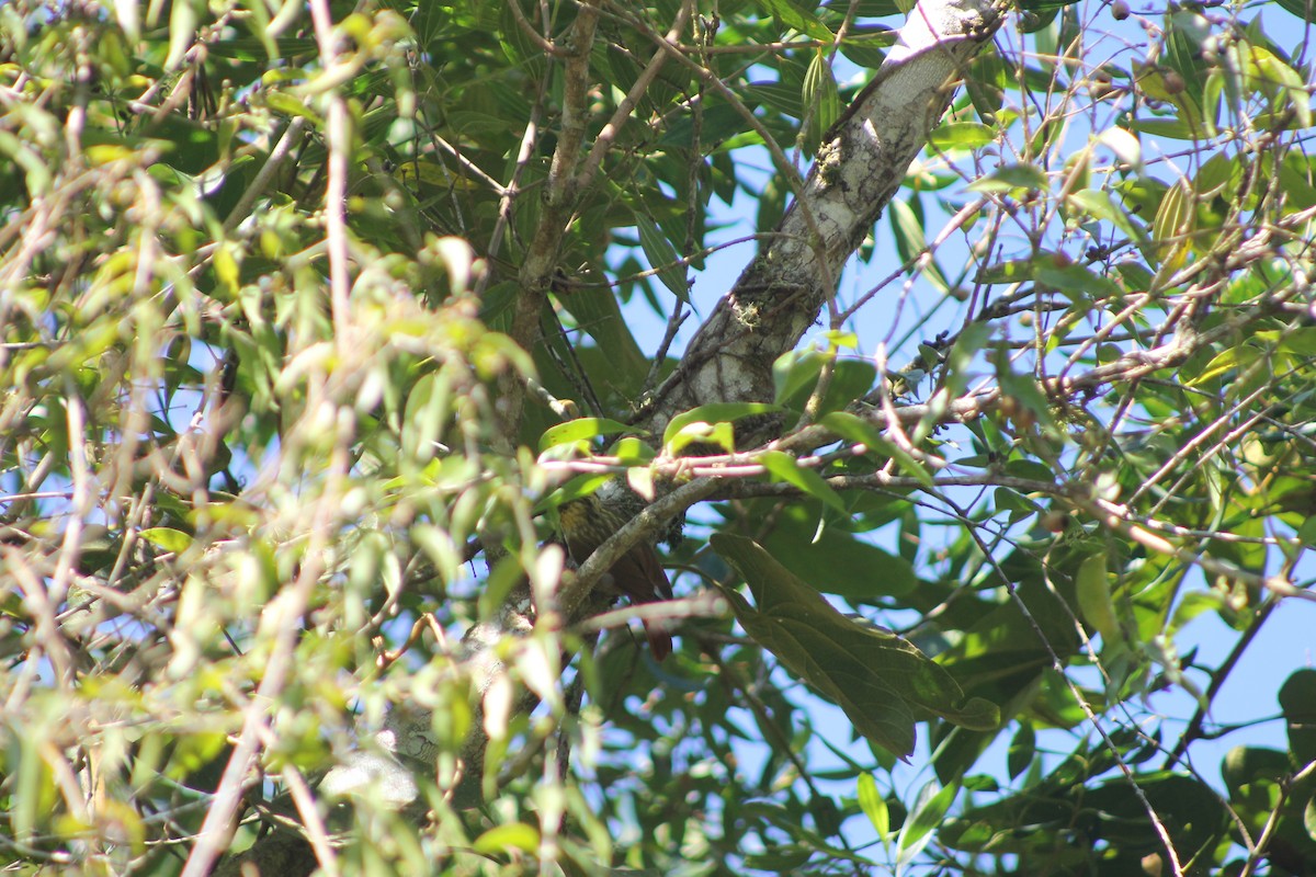 Sharp-billed Treehunter - ML638911351